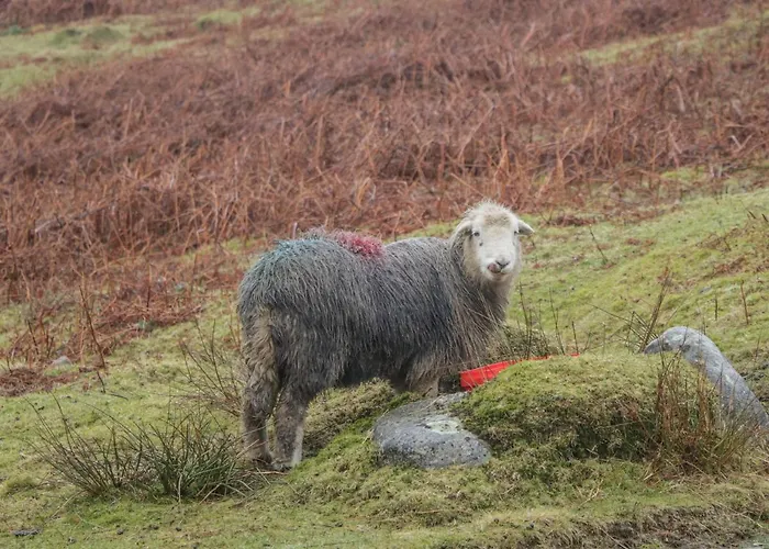 1 Sunny Point Vakantiehuis Kendal